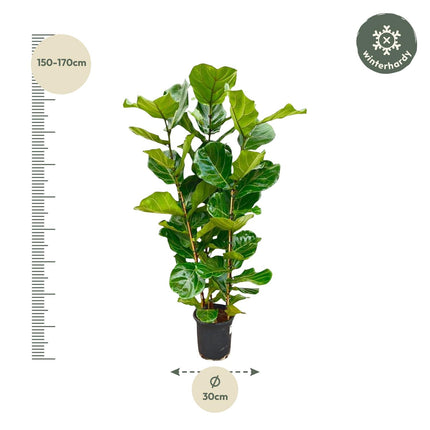 Ficus Lyrata arbusto - 160 cm - Ø27