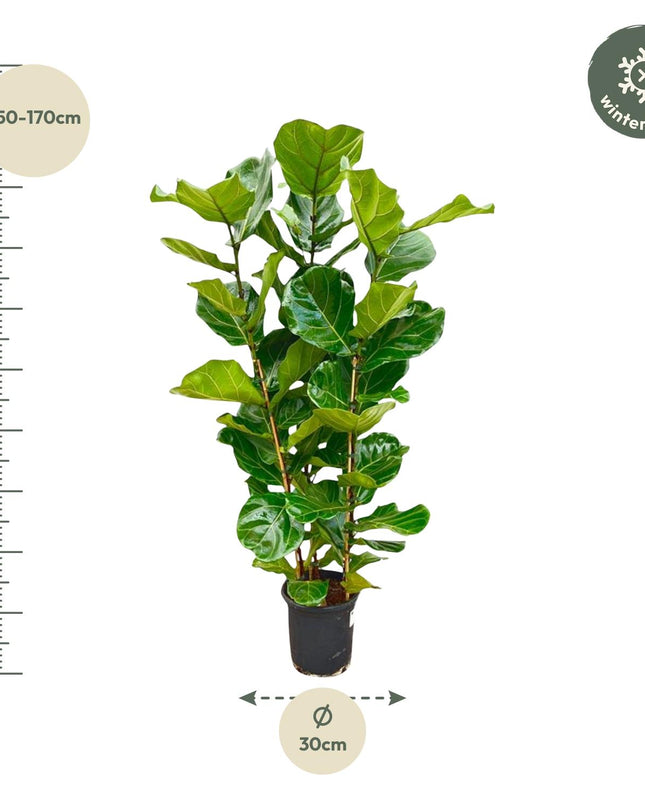 Ficus Lyrata arbusto - 160 cm - Ø27
