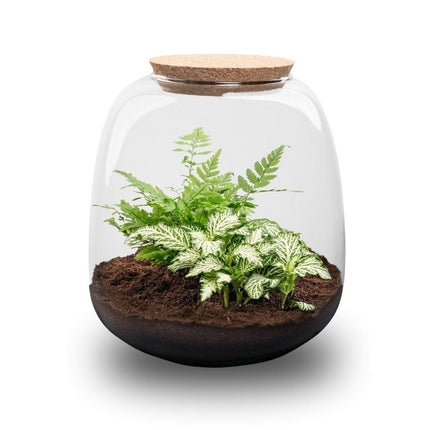 DIY Planten terrarium - Emma Mini - ↕ 20 cm - Ø 19 cm - Fittonia White Tiger
