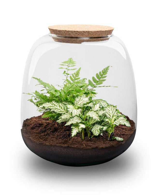 DIY Planten terrarium - Emma Mini - ↕ 20 cm - Ø 19 cm - Fittonia White Tiger