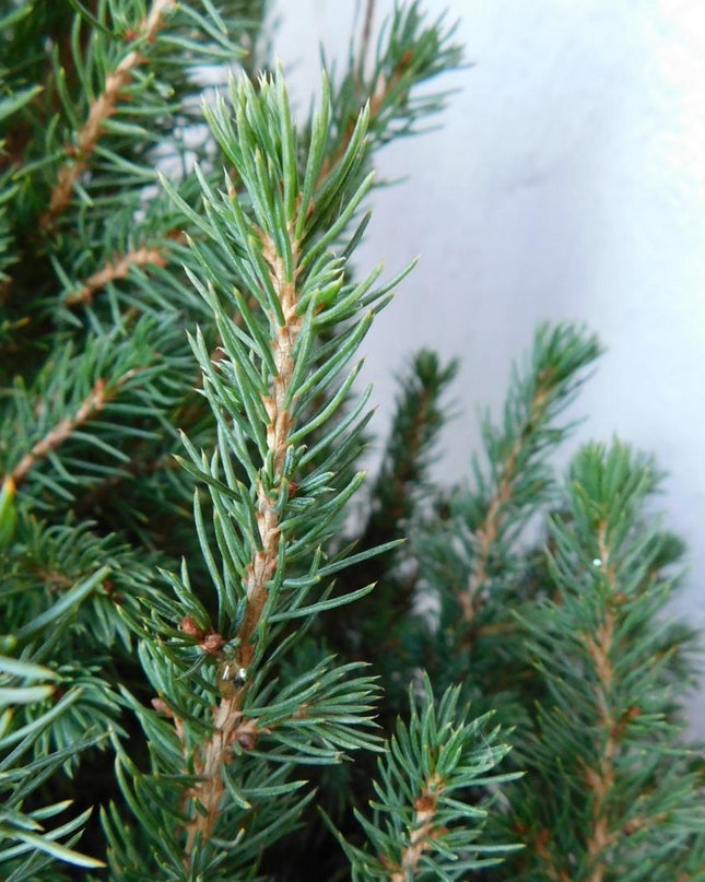 Kleine Kerstboom pot Ø19 cm - ca. 70 cm hoogte - Picea glauca Conica