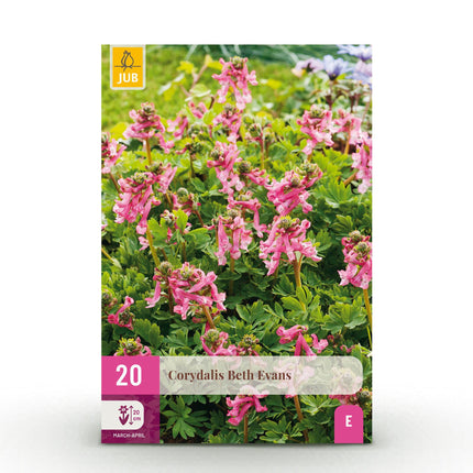 Bloembollen - Corydalis Beth Evans - Kleur Wit en Paars - 20 stuks - Bolmaat 6/7 - XXL Pack