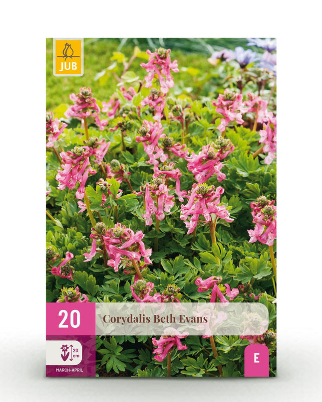 Bloembollen - Corydalis Beth Evans - Kleur Wit en Paars - 20 stuks - Bolmaat 6/7 - XXL Pack