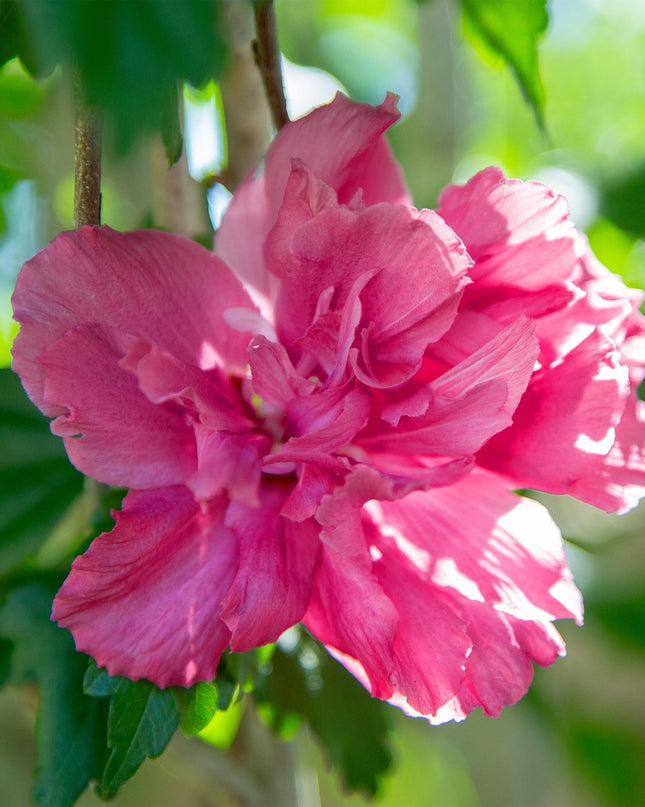 Ibisco siriano Magenta Chiffon® - Deciduo - Resistente all'inverno - Fiore rosa - Vaso 19 cm Altezza 90 cm