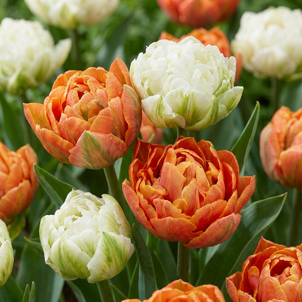96x Tulipa Candle Light - Tulipán Candle Light - Variados - Floración primaveral - Calibre del bulbo 11/12