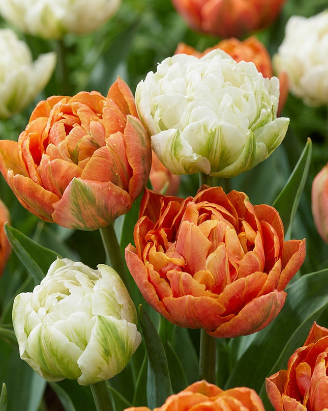 96x Tulipa Candle Light - Tulp Kaarslicht - Diversen - Voorjaarsbloeier - Bolmaat 11/12
