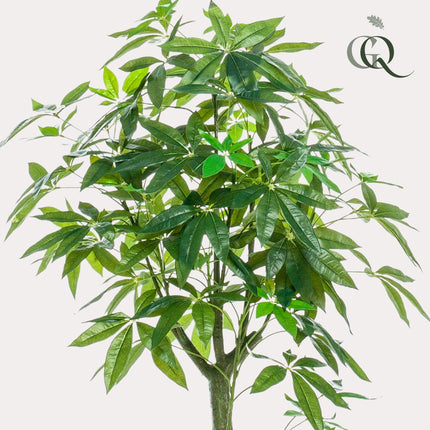 Kunstplant - Pachira Aquatica - Geldboom - ↕ 150 cm