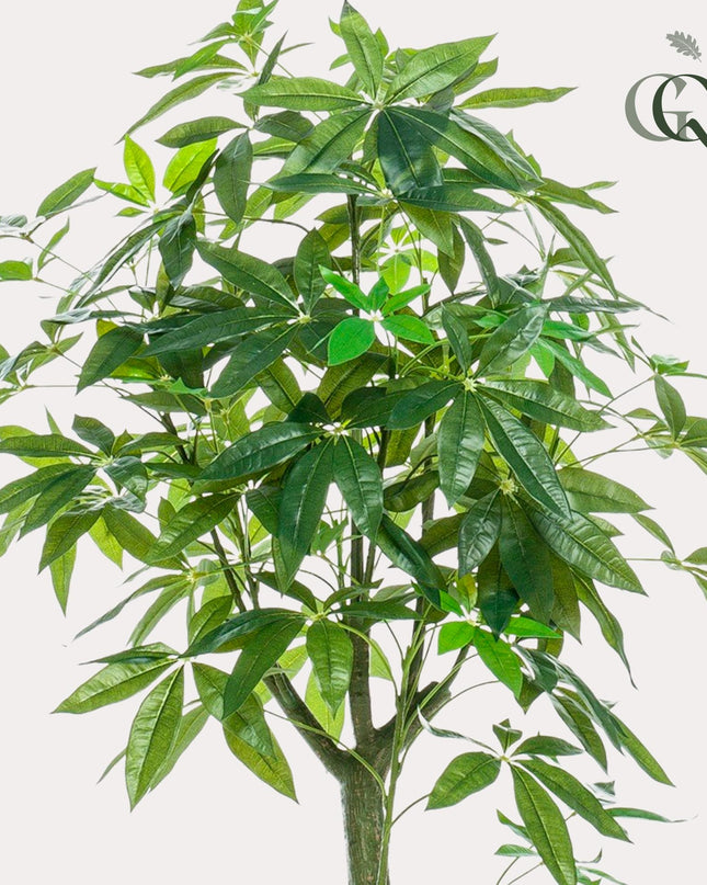 Kunstplant - Pachira Aquatica - Geldboom - ↕ 150 cm