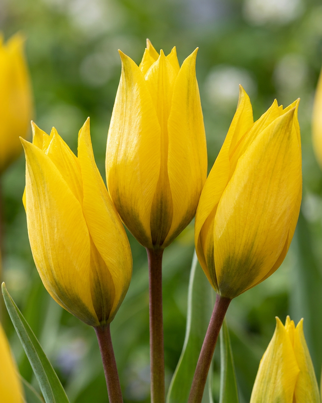 40x Tulipa Sylvestris - Tulipán silvestre - Amarillo - Bulbo naturalizante - Calibre del bulbo 5/6