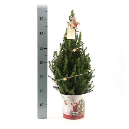 Kleine Kerstboom in Kerstmis sierpot + lichtjes incl. batterijen- 70 cm - Picea Glauca Conica