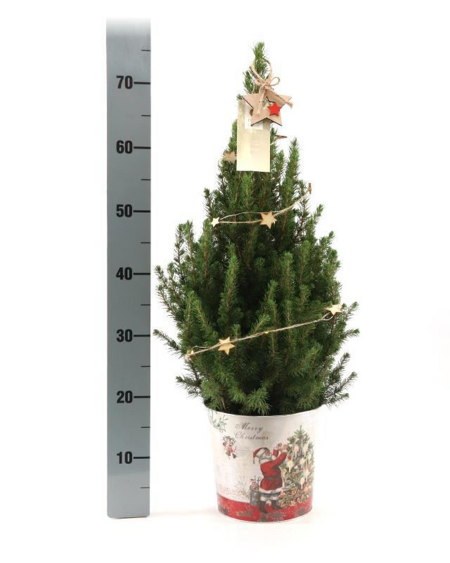 Kleine Kerstboom in Kerstmis sierpot + lichtjes incl. batterijen- 70 cm - Picea Glauca Conica