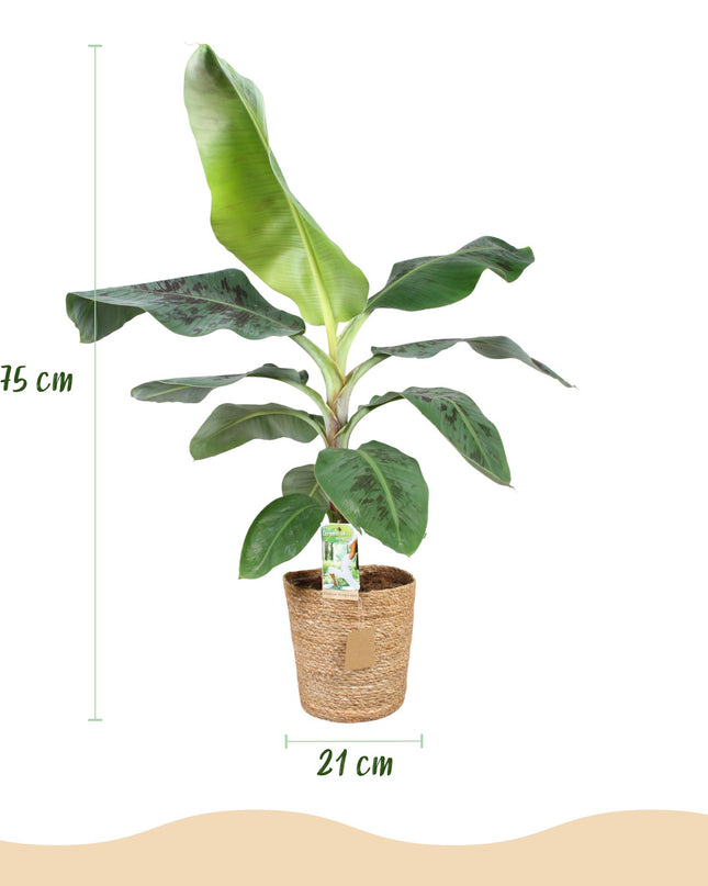 Bananenplant - Musa acuminata Dwarf Cavendisch + mand - Groen - 1 Plant - Pot 21cm - Hoogte 70-75cm