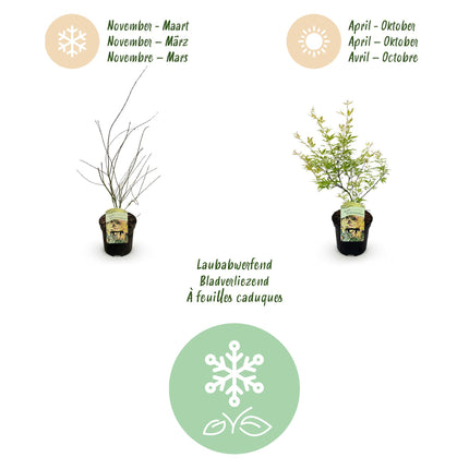 Japanse Esdoorn - Acer palmatum Methamorphosa - 2 stuks - Pot 19cm Hoogte 70cm