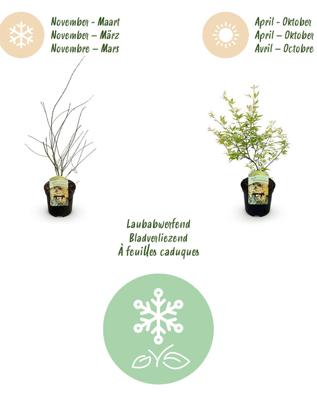 Acero giapponese - Acer palmatum Methamorphosa - 2 pezzi - Vaso 19 cm Altezza 70 cm