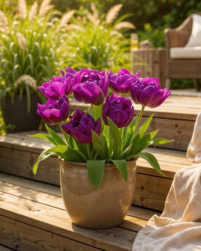 Bloembollen - Tulp Double Lilac - Kleur Paars - 50 stuks - Bolmaat 11/12 - XXL Pack