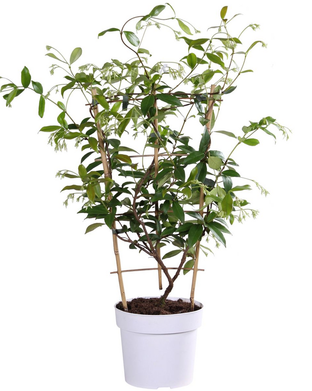 Trachelospermum 'Star of Toscana' - Toscaanse Jasmijn Geel - Ø15cm - ↕65cm