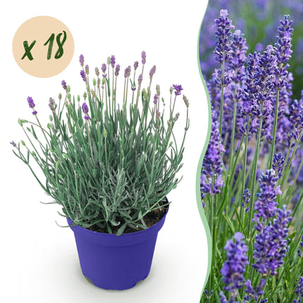 Lavande - 18 plantes - Lavandula angustifolia Hidcote - Rustique - Violet - Pot 12cm - Hauteur 15-25cm