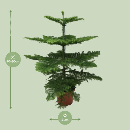 Araucaria Heterophylla - Ø21cm - ↕70cm