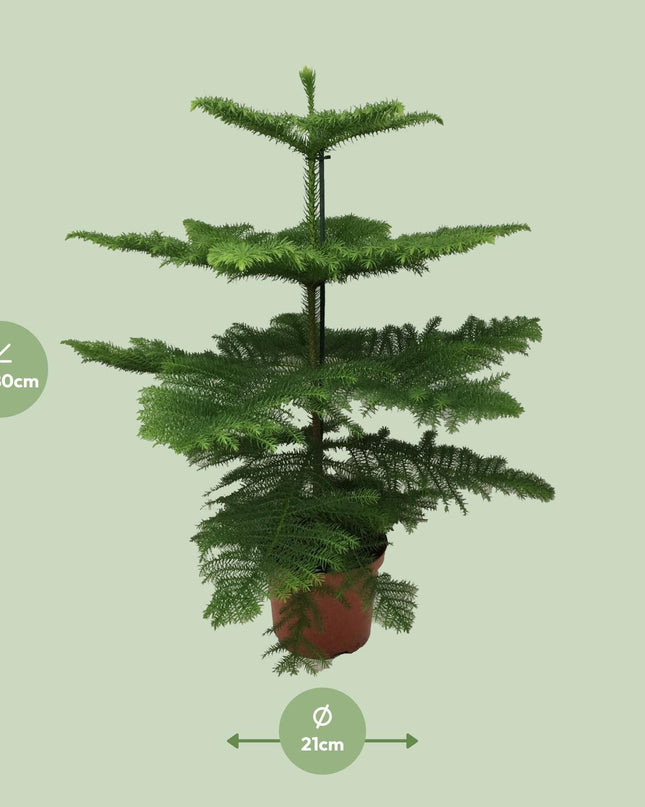 Araucaria Heterophylla - Ø21cm - ↕70cm