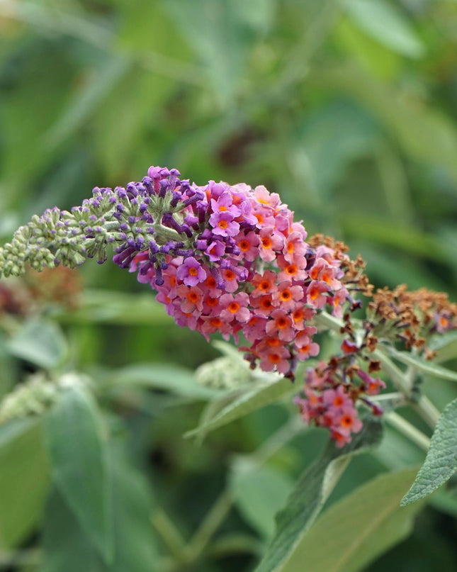 Vlinderstruik - Buddleja davidii Flower Power - Bloem Oranje Paars - 1 Plant - Bladverliezend - Vlinderlokkend -  Pot 17cm Hoogte 30cm