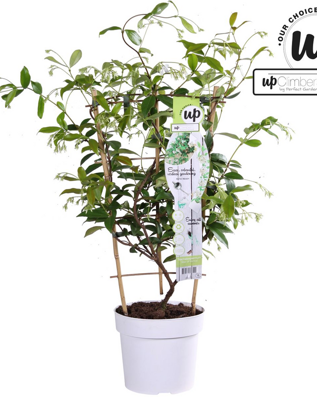 Trachelospermum 'Star of Venice' - Toscaanse Jasmijn Wit - Ø15cm - ↕65cm