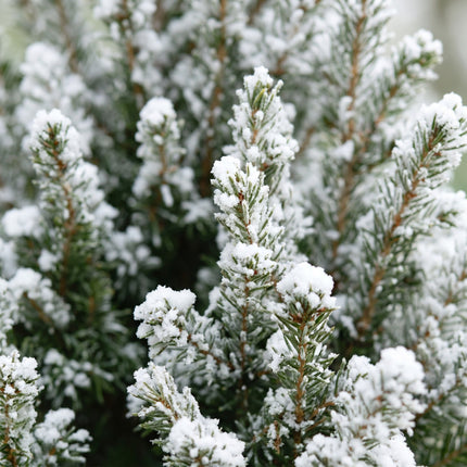 4x Kerstboom Picea glauca Conica - Kegelspar - incl. jute zak - Ø17cm - ↕65cm