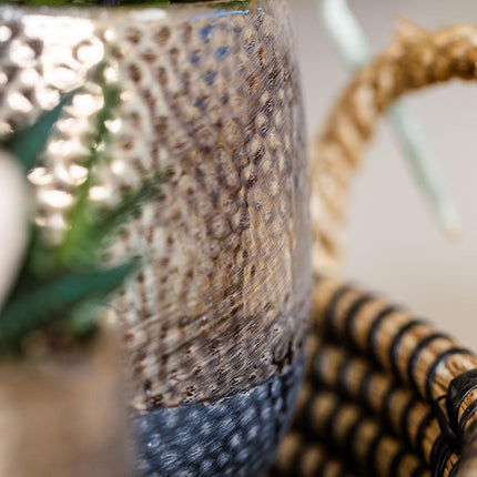 Kolibri Company | Gift set Urban Nature | Plantenset met Phalaenopsis Orchidee en Succulenten incl. keramieken sierpotten