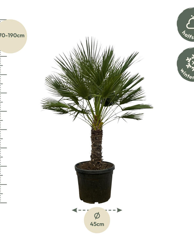 Chamaerops Humilis op stam - 150 cm - Ø45cm