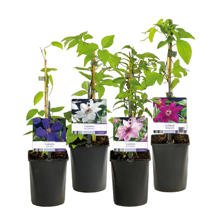 Klimplant - 4 planten - Clematis Rainbow - Bloem Roze Wit Paars Rood - Weinig onderhoud - Pot 11cm Hoogte 40cm