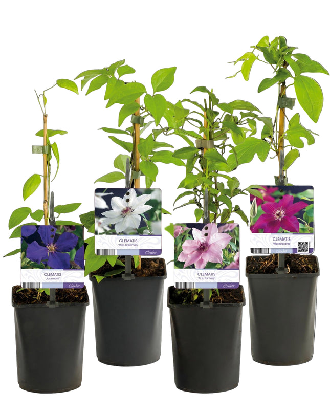 Klimplant - 4 planten - Clematis Rainbow - Bloem Roze Wit Paars Rood - Weinig onderhoud - Pot 11cm Hoogte 40cm