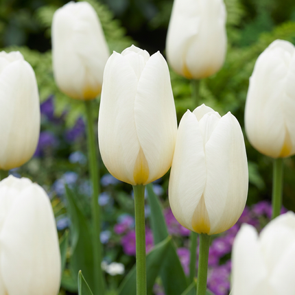 120x Tulipa Triumph White - Triumph-Tulpe - Weiß - Frühjahrsblüher - Zwiebelgröße 11/12