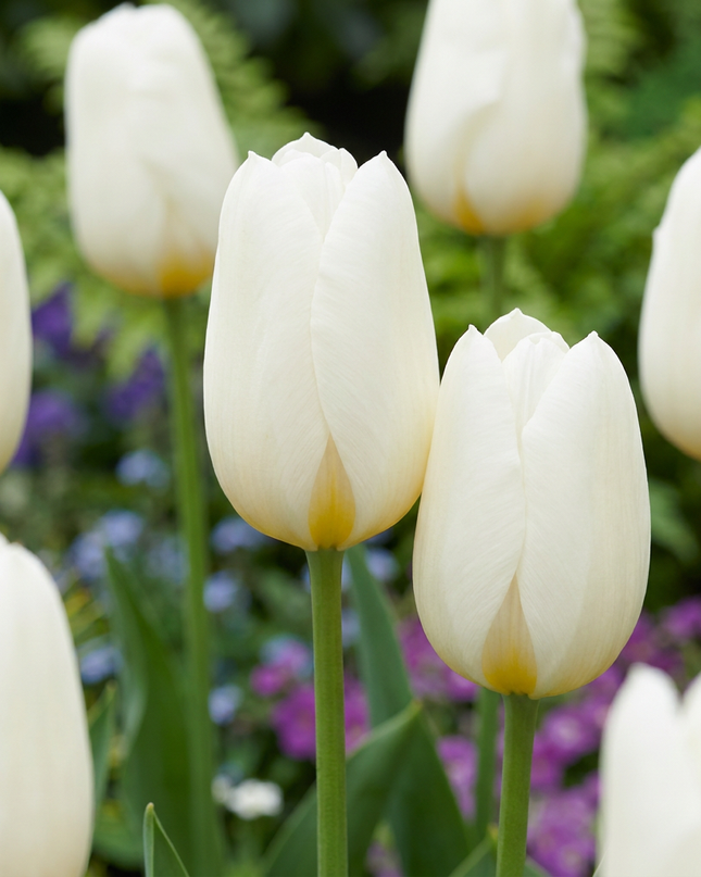 120x Tulipa Triumph White - Triumph-Tulpe - Weiß - Frühjahrsblüher - Zwiebelgröße 11/12