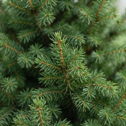2x Kerstboom Picea glauca Conica - Kegelspar - Ø26cm - ↕110cm
