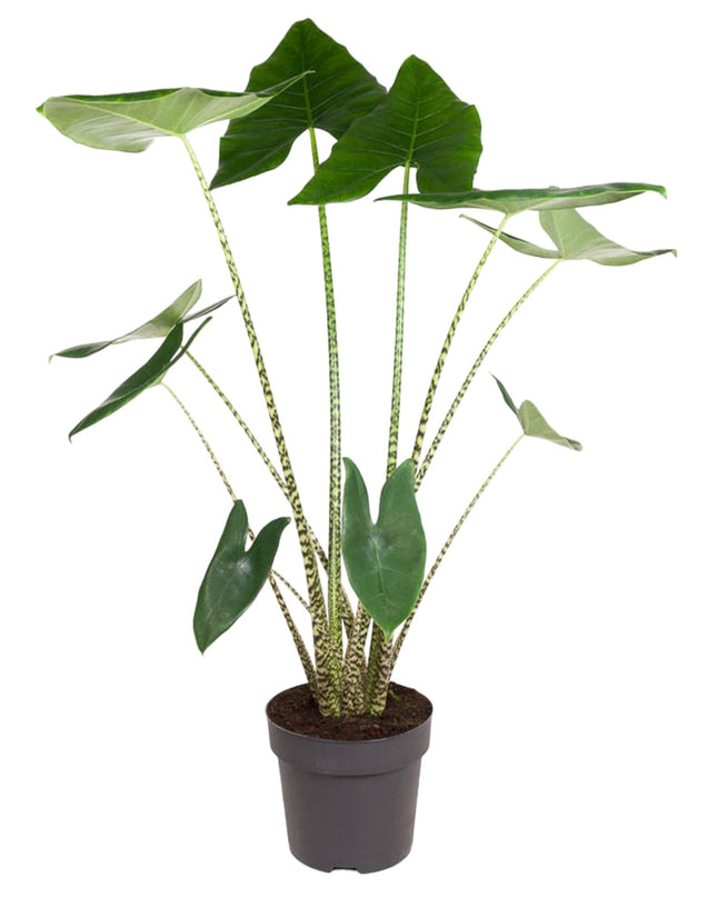 Alocasia Zebrina - 130 cm - ø32