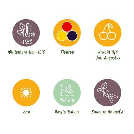 Plantas de fruta 6 unidades - Tricolor - Grosella roja - Frambuesa amarilla - Zarzamora negra - Maceta 9 cm