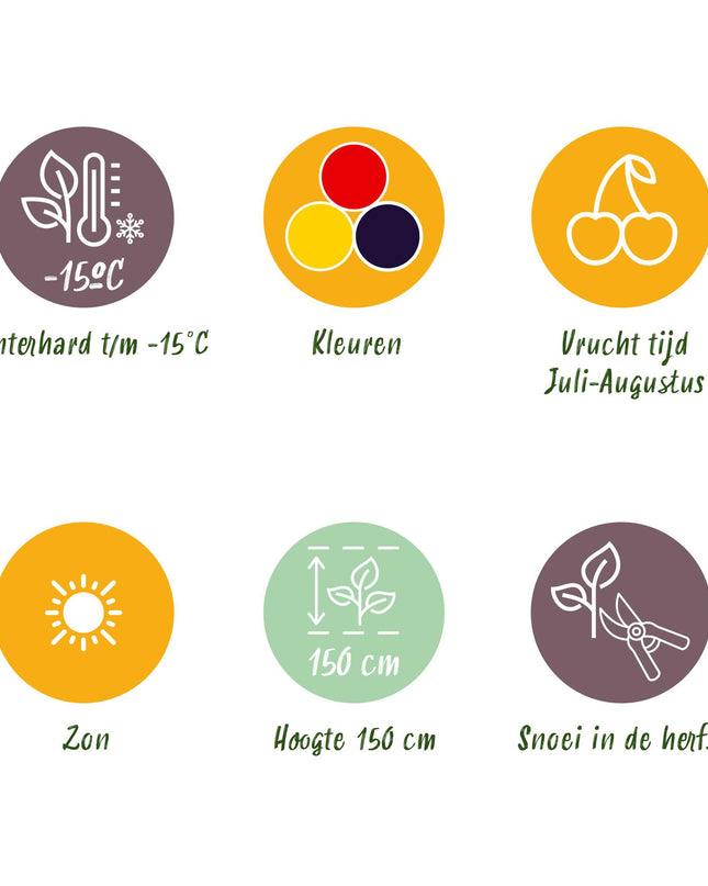 Fruit plants 6 pieces - Three-colored - Red Currant - Yellow Raspberry - Black Blackberry - Pot 9cm
