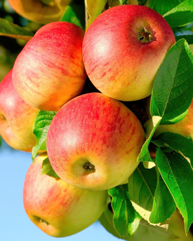 Appelboom - Malus domestica Jonagold - Geel groene Appel - Pot 21cm Hoogte 90cm