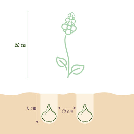 Bloembollen - Corydalis Beth Evans - Kleur Wit en Paars - 20 stuks - Bolmaat 6/7 - XXL Pack