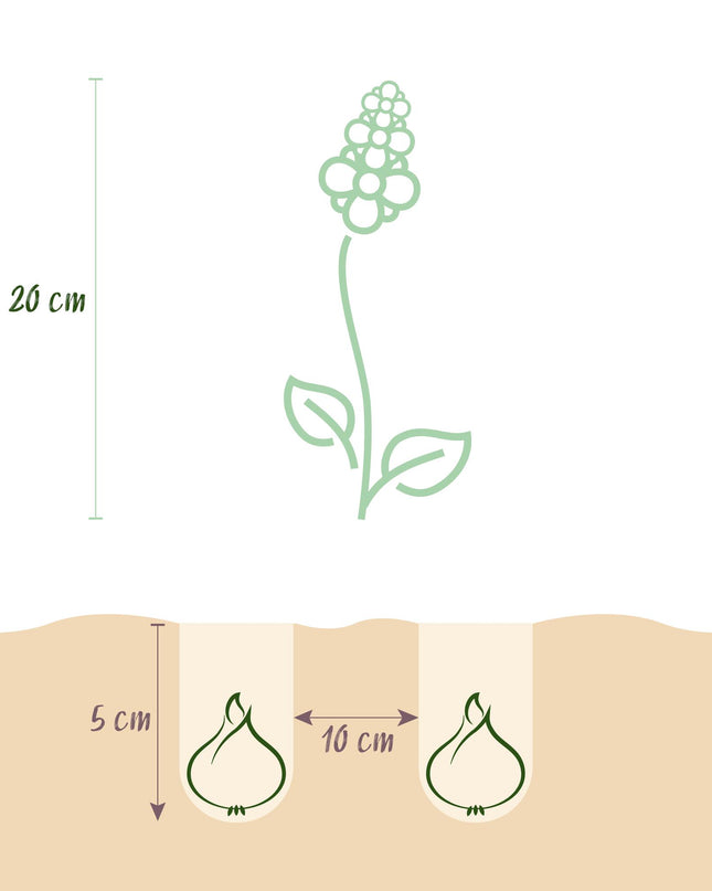 Bloembollen - Corydalis Beth Evans - Kleur Wit en Paars - 20 stuks - Bolmaat 6/7 - XXL Pack