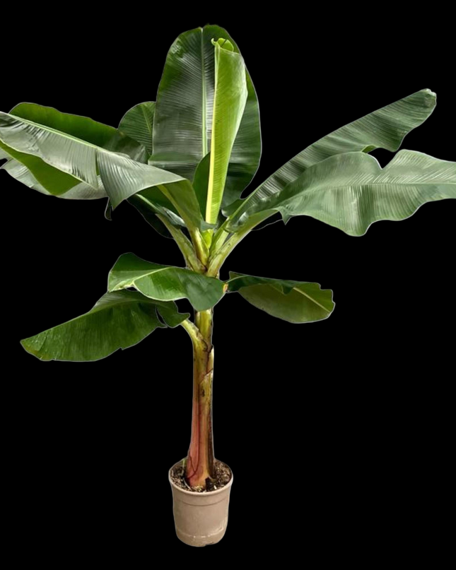 Bananenplant (Musa) - ↕ 200 cm - ø30