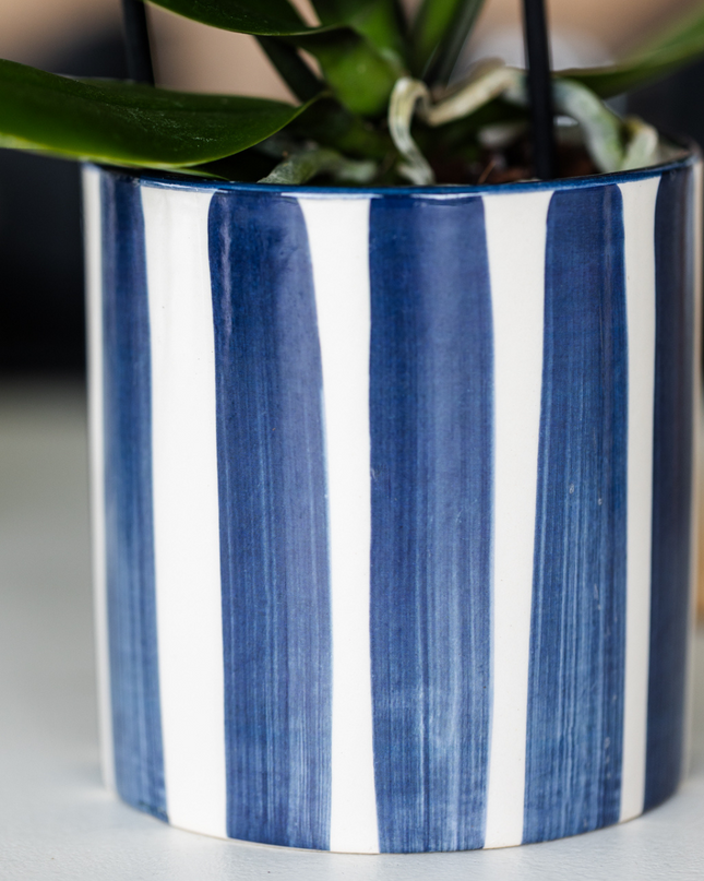 Kolibri Company | Plantenset Mediterranean Sunset | Witte Phalaenopsis Orchidee Lausanne en Succulenten incl. keramieken sierpotten