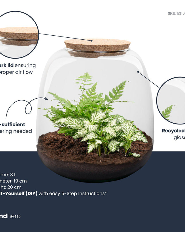 DIY Planten terrarium - Emma Mini - ↕ 20 cm - Ø 19 cm - Fittonia White Tiger