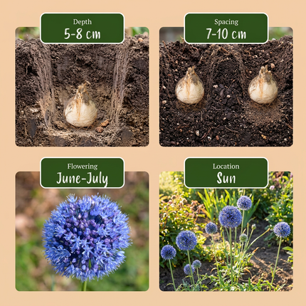 160x Allium Caeruleum – Blauer Zierlauch – Blau – Sommerblüher – Zwiebelgröße 4/5