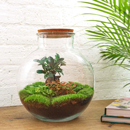 DIY Planten terrarium - Bolder Bob Bonsai - Ø 31 cm ↕ 30 cm - Zonder tools