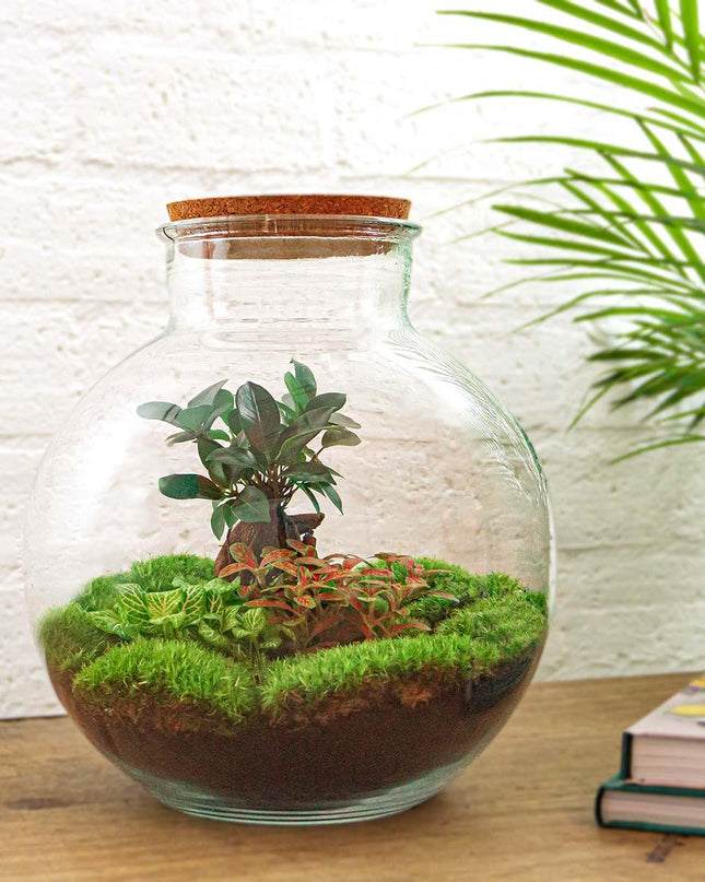 DIY Planten terrarium - Bolder Bob Bonsai - Ø 31 cm ↕ 30 cm - Zonder tools
