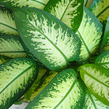 Diefenbachia Tropic Snow - Dieffenbachia + mandarina - Maceta 21cm - Altura 90-100cm