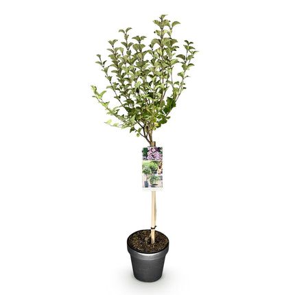 Syringa meyeri Palibin - Caducifolio - Resistente al invierno - Flor morada - Maceta 19 cm Altura 90 cm