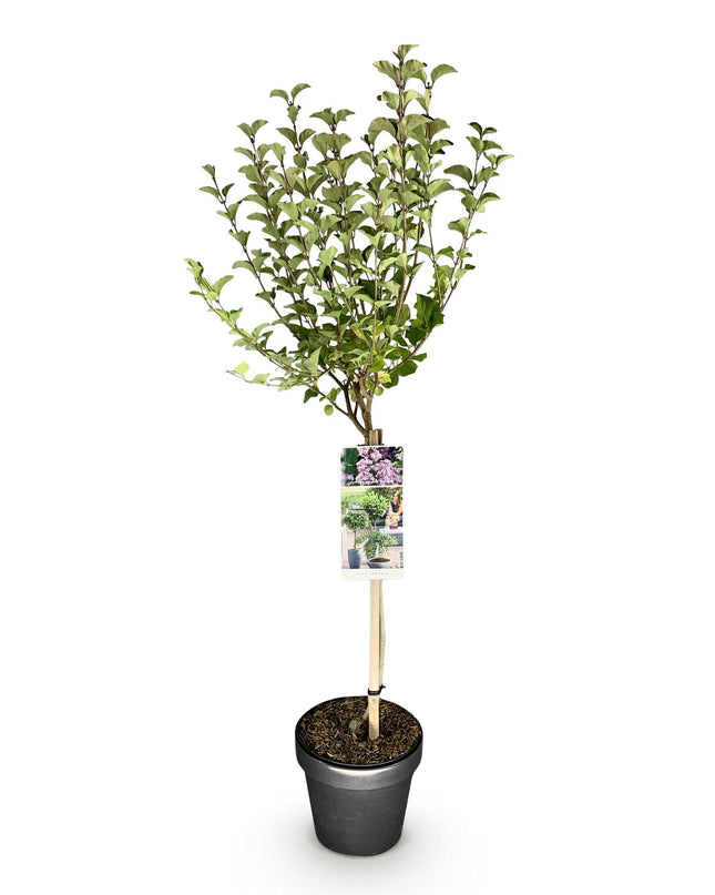 Syringa meyeri Palibin - Bladverliezend - Winterhard- Paarse Bloem - Pot 19cm Hoogte 90cm