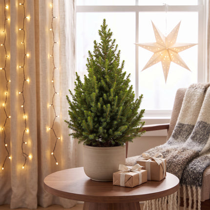 2x Kerstboom Picea glauca Conica - Kegelspar - Ø19cm - ↕65cm
