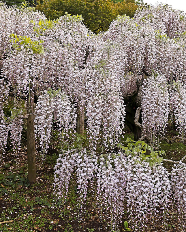 Blauwe regen - Wisteria floribunda Rosea - Bloem roze  - 1 plant - Pot 11cm Hoogte 40cm